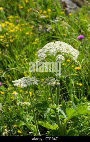 Berce du Caucase (Heracleum sphondylium), Bade-Wurtemberg, Bavière, Allemagne Banque D'Images