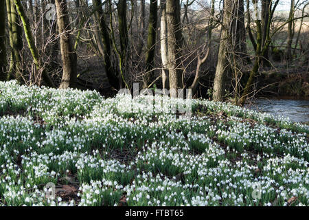 Banque du perce-neige (Galanthus nivalis) Banque D'Images