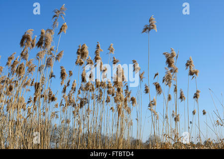 Roseau commun (Phragmites australis) Banque D'Images