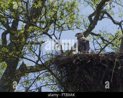 Le caracara huppé du nord (Caracara cheriway) nichant dans la zone humide de l'Argentine Iberá Banque D'Images