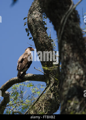 Le caracara huppé du nord (Caracara cheriway) dans la zone humide de l'Argentine Iberá Banque D'Images