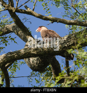 Le caracara huppé du nord (Caracara cheriway) dans la zone humide de l'Argentine Iberá Banque D'Images