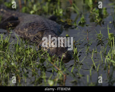 Alligator sauvage la moitié submergé dans le lac en Argentine. Banque D'Images