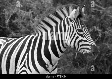 Le noir et blanc close-up of a le zèbre de Burchell (Equus quagga) debout dans le veld Banque D'Images