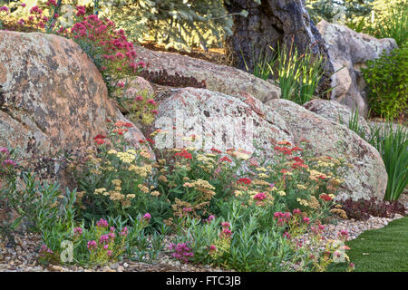 Les plantes vivaces fleurissent autour de gros rochers couverts de lichen Banque D'Images