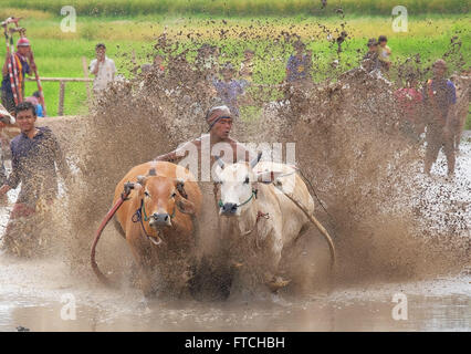 Batusangkar, à l'Ouest de Sumatra, en Indonésie. Mar 19, 2016. BATUSANGKAR, INDONÉSIE - 19 mars : un jockey spurs les vaches au cours de SSPI Jawi ou race de vache le 19 mars 2016 à Batusangkar, à l'Ouest de Sumatra, en Indonésie. Le GCAP Jawi ou traditionnelle course de vache est organisé chaque année dans les rizières boueuses pour célébrer la fin de la saison de récolte par le peuple l'Ouest de Sumatra. © Sijori Images/ZUMA/Alamy Fil Live News Banque D'Images