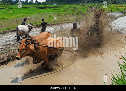 Batusangkar, à l'Ouest de Sumatra, en Indonésie. Mar 19, 2016. BATUSANGKAR, INDONÉSIE - 19 mars : un jockey spurs les vaches au cours de SSPI Jawi ou race de vache le 19 mars 2016 à Batusangkar, à l'Ouest de Sumatra, en Indonésie. Le GCAP Jawi ou traditionnelle course de vache est organisé chaque année dans les rizières boueuses pour célébrer la fin de la saison de récolte par le peuple l'Ouest de Sumatra. © Sijori Images/ZUMA/Alamy Fil Live News Banque D'Images