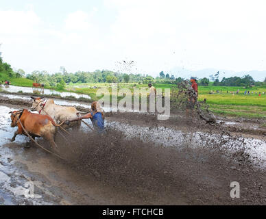 Batusangkar, à l'Ouest de Sumatra, en Indonésie. Mar 19, 2016. BATUSANGKAR, INDONÉSIE - 19 mars : un jockey spurs les vaches au cours de SSPI Jawi ou race de vache le 19 mars 2016 à Batusangkar, à l'Ouest de Sumatra, en Indonésie. Le GCAP Jawi ou traditionnelle course de vache est organisé chaque année dans les rizières boueuses pour célébrer la fin de la saison de récolte par le peuple l'Ouest de Sumatra. © Sijori Images/ZUMA/Alamy Fil Live News Banque D'Images