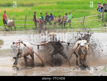 Batusangkar, à l'Ouest de Sumatra, en Indonésie. Mar 19, 2016. BATUSANGKAR, INDONÉSIE - 19 mars : un jockey spurs les vaches au cours de SSPI Jawi ou race de vache le 19 mars 2016 à Batusangkar, à l'Ouest de Sumatra, en Indonésie. Le GCAP Jawi ou traditionnelle course de vache est organisé chaque année dans les rizières boueuses pour célébrer la fin de la saison de récolte par le peuple l'Ouest de Sumatra. © Sijori Images/ZUMA/Alamy Fil Live News Banque D'Images