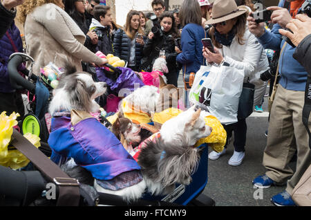 Les personnes qui prennent des photos d'une poussette pleine de petits chiens (CHIS) vêtus de manteaux colorés à l'Easter Parade annuelle et bonnet festival à New York City Banque D'Images