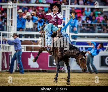 Sydney, Australie. Mar 27, 2016. Jake Andrews (QLD) rides bareback au cours de la Sydney Royal Rodeo Série, état d'origine à la ronde 3 2016 Sydney Royal Easter Show. Nouvelle Galles du Sud a pris fin le 3e tour, avec un score total de 20 contre 15. Queensland Credit : Hugh Peterswald/Pacific Press/Alamy Live News Banque D'Images