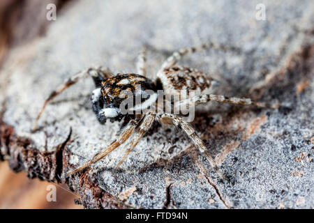 Araignée de saut Banque D'Images