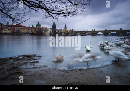 Cygnes en hiver sur la rivière Vltava à Prague République Tchèque Banque D'Images