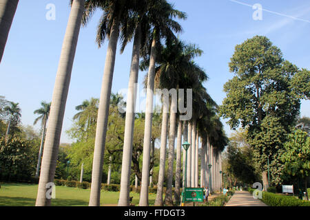 Belle rangée de majestueux palmiers royaux, Roystonea regia, menant à Mohammad Shah Sayyid tombe dans le jardin Lodhi, Delhi, Inde Banque D'Images