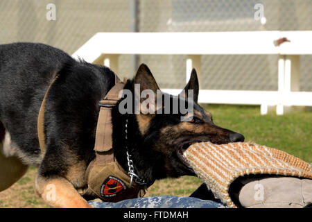 160212-N-IL474-509 La baie de Souda, GRÈCE (Feb.12, 2016) Gerry, un berger allemand affecté à la base navale américaine de la baie de Souda chien de travail militaire (MWD), les attaques au cours d'un exercice d'entraînement de l'agression contrôlée le 12 février 2016. MWDs sont utilisés pour appréhender les suspects, et de détecter des explosifs et des stupéfiants lors de la recherche des bâtiments, navires et sous-marins. (U.S. Photo par Marcel Gauchet marine Heather/libérés) Banque D'Images