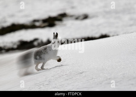 Le Lièvre variable (Lepus timidus), connue aussi sous le nom de hare. Ici vu sur une montagne écossaise dans la neige Banque D'Images