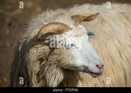 Ram ou pilon, homme de moutons dans rural farm Banque D'Images