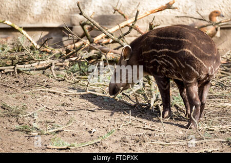 Petit bébé nu du tapir d'Amérique du Sud en voie de disparition (Tapirus terrestris) Banque D'Images