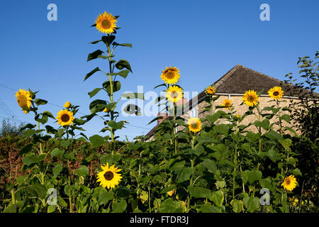 Une rangée de grands tournesols lumineux avec ytellow capitules sur un ciel bleu profond tower sur d'autres plantes dans le jardin. Banque D'Images