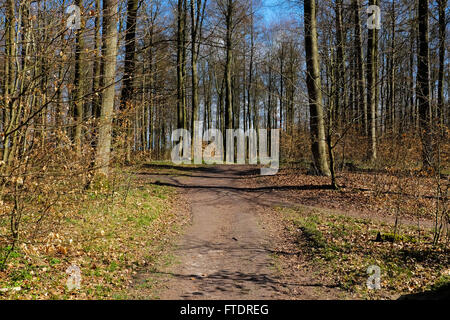 Petit et grand passage voie voie dans un bois danois Banque D'Images