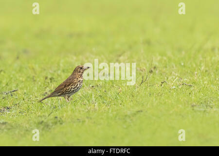 Grive musicienne (Turdus philomelos) dans un pré, à la recherche d'insectes à manger. Banque D'Images