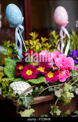 Primroses avec oeufs de pâques Banque D'Images