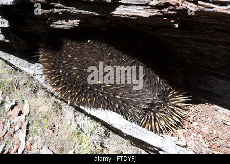 L'Échidné à nez court (Tachyglossus aculeatus), station d'Mountain-Lake St Clair National Park, Tasmanie, TAS, Australie Banque D'Images