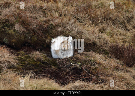 Lièvre Lepus timidus se cachant sous la tourbe inférieurs sur la lande dans le processus de mue il manteau d'hiver blanc Banque D'Images