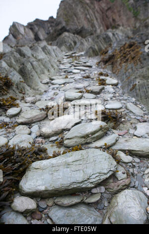 Gris ardoise roches couvertes d'algues s'asseoir sur une plage lorsque la marée n'est plus au rock pools adn révélant des strates. Banque D'Images