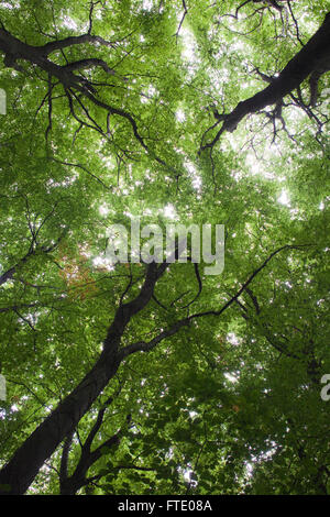 À la recherche jusqu'à la canopée des arbres dans la forêt comme abritish le flux de lumière du soleil à travers les feuilles et les rétroéclairages le feuillage vert. Banque D'Images