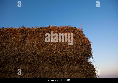 Bottes de foin empilées dans la campagne et la nationalité par la lumière de fin de soirée à la fin de la saison de récolte. Banque D'Images