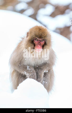 Un singe de la neige dans la neige à proximité de Jigokudani Hot spring, au Japon. Banque D'Images