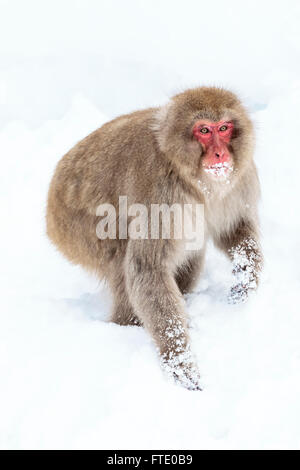 Un singe de la neige dans la neige à proximité de Jigokudani Hot spring, au Japon. Banque D'Images