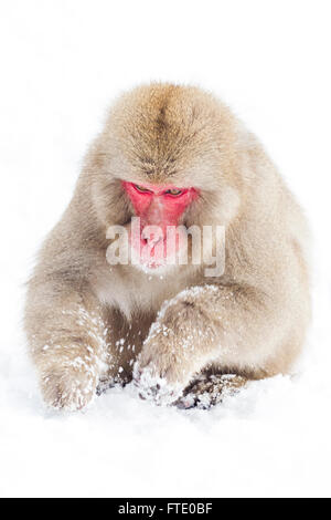 La recherche d'un singe de la neige dans la neige à proximité de Jigokudani Hot spring, au Japon. Banque D'Images