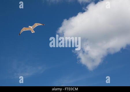 Une mouette vole dans un ciel bleu profond sur une jolie plage. La liberté d'été indiquant l'adn l'oiseau se trouve généralement le long de la côte. Banque D'Images