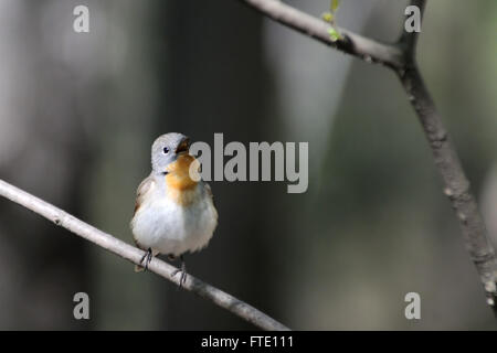 Mâle chanteur moucherolle à ventre rouge (Ficedula parva) en forêt au printemps. Banque D'Images