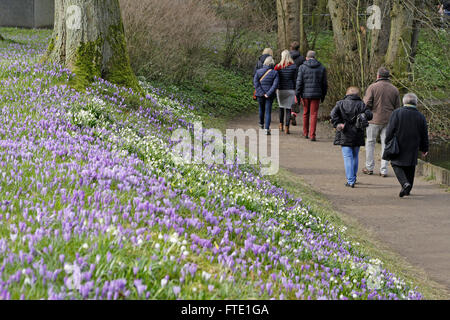 Les crocus en fleurs, jardins du château, Husum, Schleswig-Holstein, Allemagne Banque D'Images