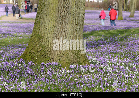 Les crocus en fleurs, jardins du château, Husum, Schleswig-Holstein, Allemagne Banque D'Images