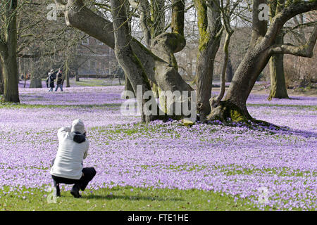 Les crocus en fleurs, jardins du château, Husum, Schleswig-Holstein, Allemagne Banque D'Images