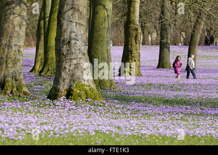 Les crocus en fleurs, jardins du château, Husum, Schleswig-Holstein, Allemagne Banque D'Images