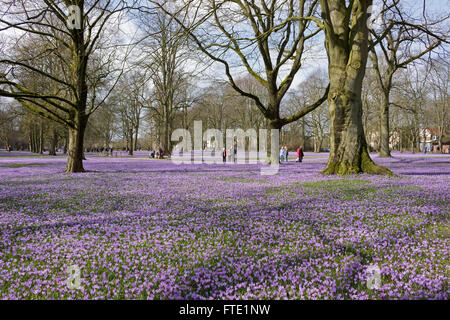 Les crocus en fleurs, jardins du château, Husum, Schleswig-Holstein, Allemagne Banque D'Images