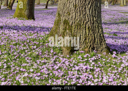 Les crocus en fleurs, jardins du château, Husum, Schleswig-Holstein, Allemagne Banque D'Images