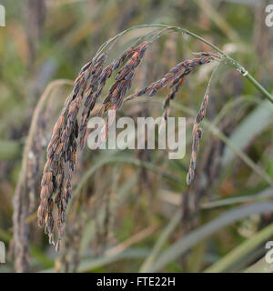 Oreille de riz, riz gluant Banque D'Images