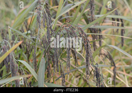 Oreille de riz, riz gluant Banque D'Images