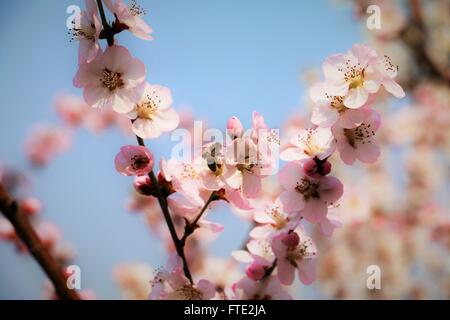 Fleurs de cerisier et une abeille Banque D'Images