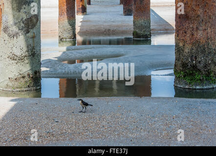 Un oiseau solitaire sur la plage sable sous la jetée de saint Augustin à Saint Augustine, Floride, USA. Banque D'Images