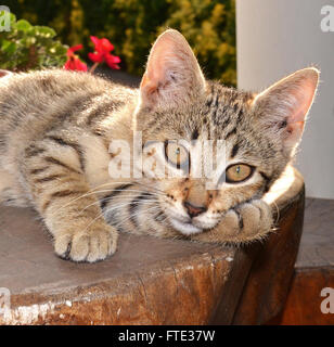 portrait de chat Banque D'Images