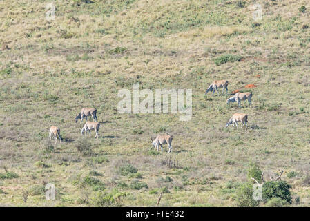 Un troupeau d'éland du Cap, Taurotragus oryx oryx. L'éland du Cap est la plus grande antilope sur terre