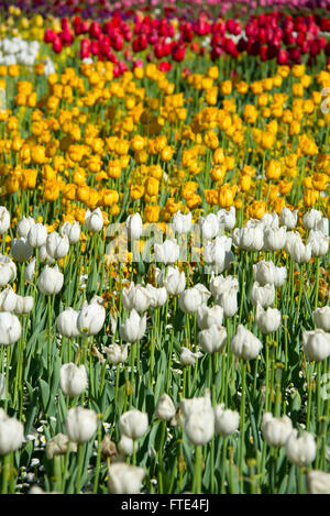 Les visiteurs d'admirer la masse de tulipes colorées à la Floriade show, le plus grand d'Australie célébration du printemps. Le spectacle est h Banque D'Images