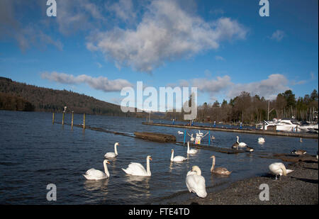 Les Cygnes tuberculés oies et canards se mêler aux touristes et visiteurs par le front de la Bowness-on-Windermere Lake District Cumbria England Banque D'Images